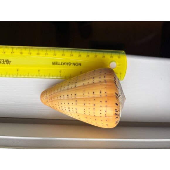 Large Natural Cone Conus Shell w Unique Spotted Pattern & Spiral Design - Picture 5 of 6